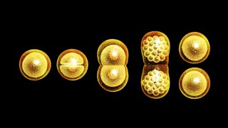 A sequence of six yellow-gold spheres illustrates stages of cell division against a black background.